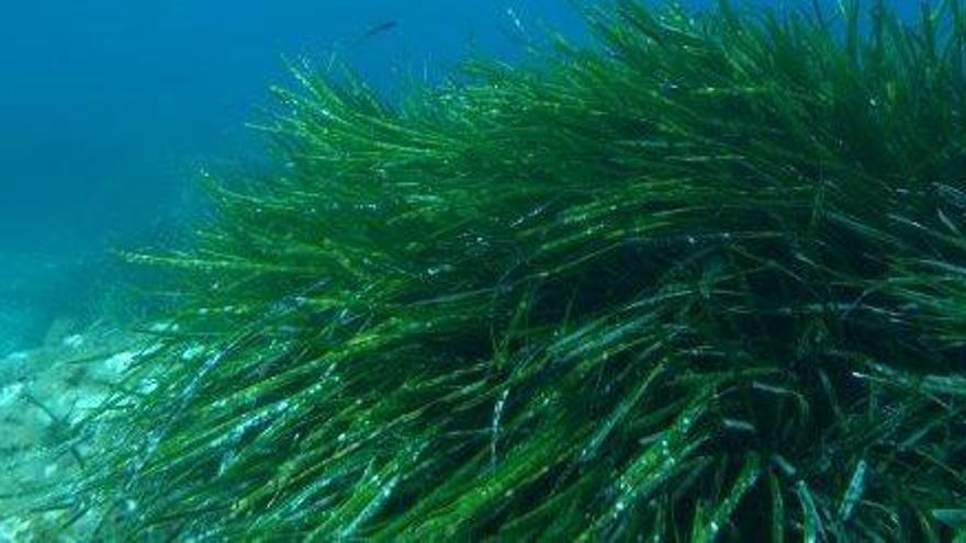 Una pradera de posidonia en buen estado, en aguas de Formentera.