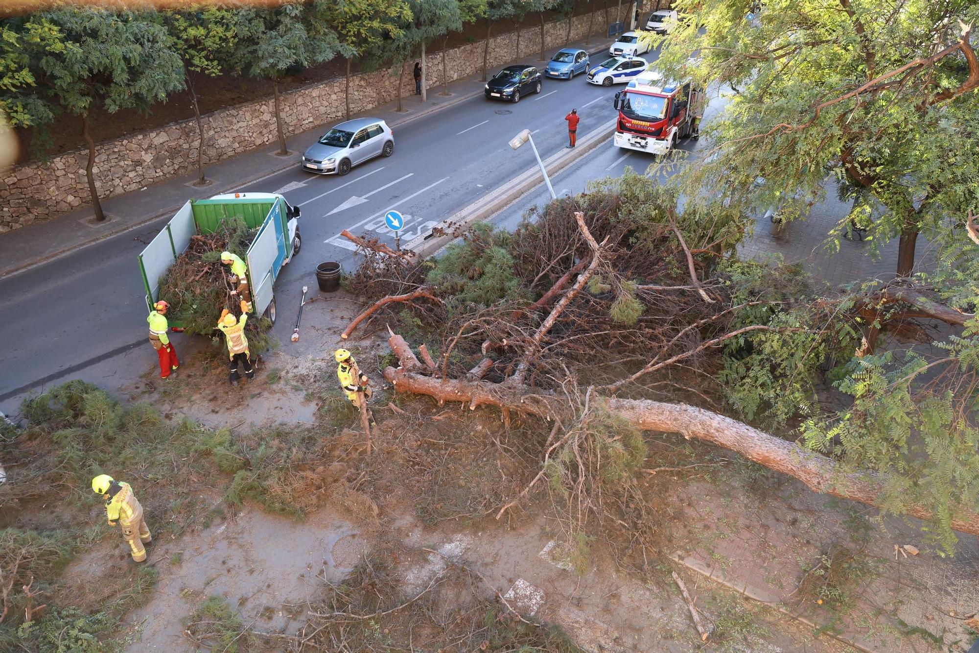 Susto al caer un árbol de grandes dimensiones sobre la calzada de la avenida Jaime II, en Alicante