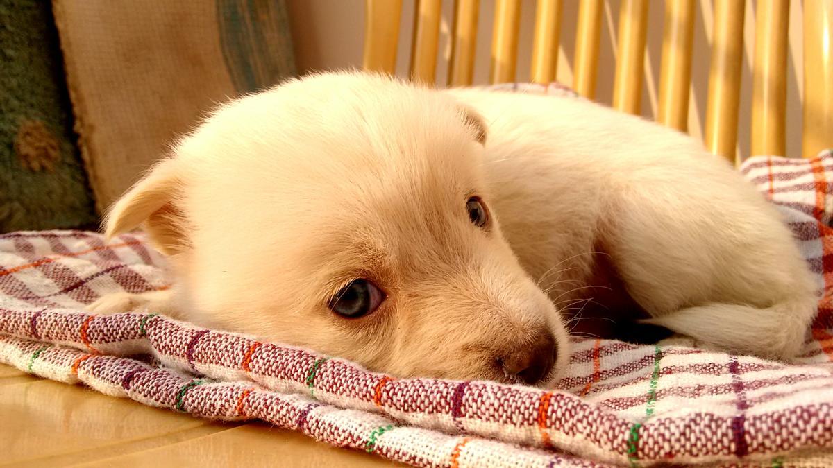 Los perros suelen dar vueltas sobre sí mismos antes de dormir.