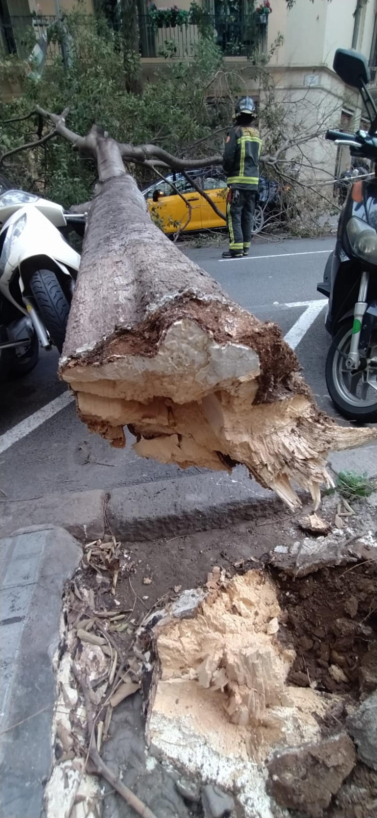 Cae un árbol en la calle Viladomat a la altura de Aragó impidiendo la circulación.