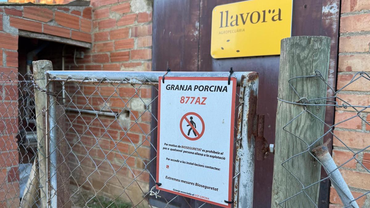 Vídeo | Els ramaders confien en les mesures de bioseguretat i demanen "no pagar els plats trencats" de la pesta porcina