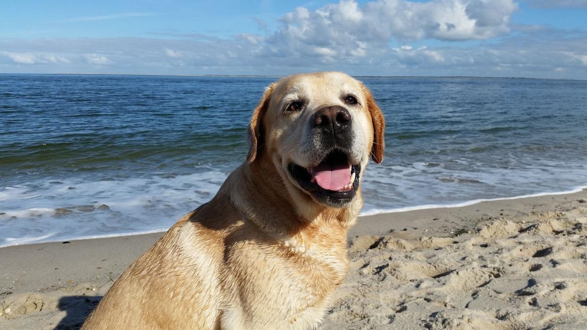 Perro labrador.