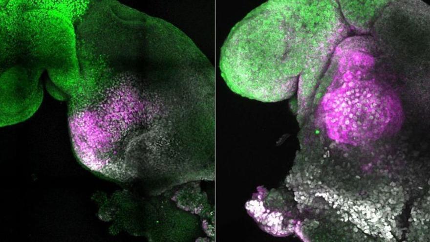 Usen cèl·lules mare de ratolí per crear embrions sintètics amb un cervell i un cor que batega