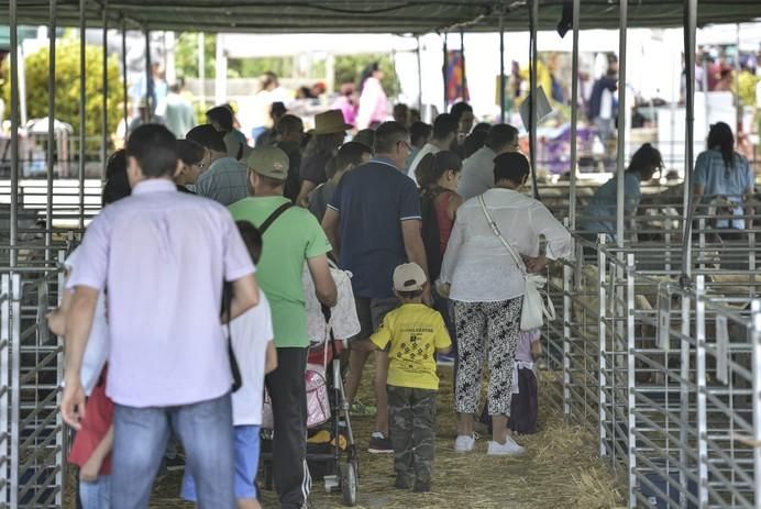 ARUCAS GRAN CANARIA A 27/05/2017. Feria de Ganado en la Granja del Cabildo de Gran Canaria. FOTO: J.PÉREZ CURBELO