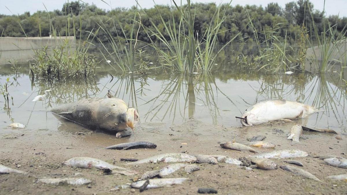 Imagen de archivo de peces muertos en el Guadalquivir por el vertido de orujo de la oleícola El Tejar.