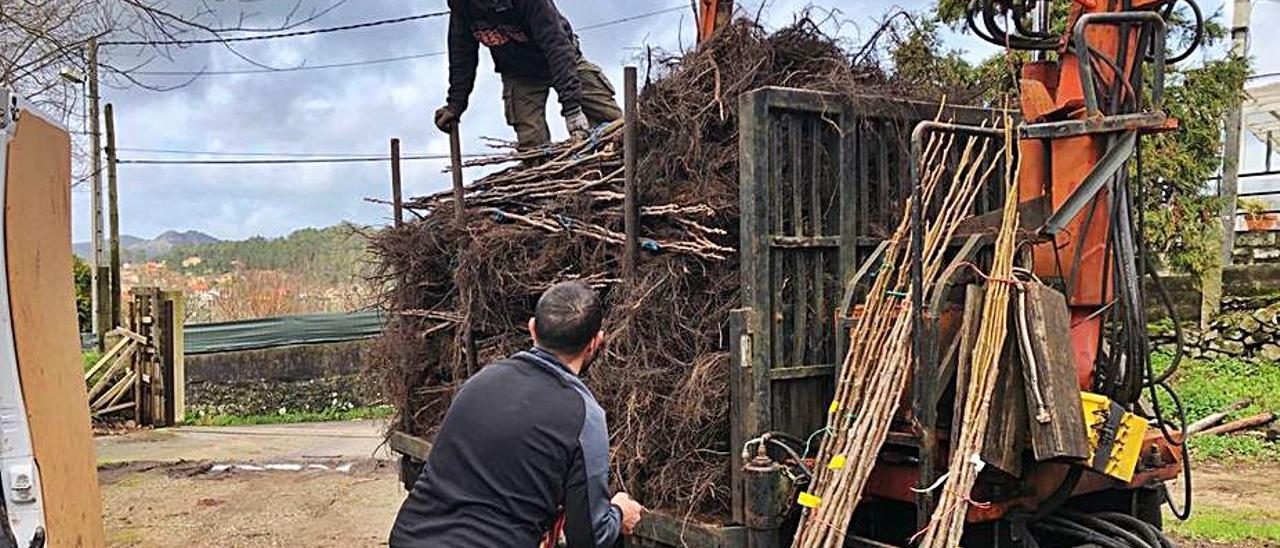 Parte de los 800 nogales recién plantados.   | // CEDIDA