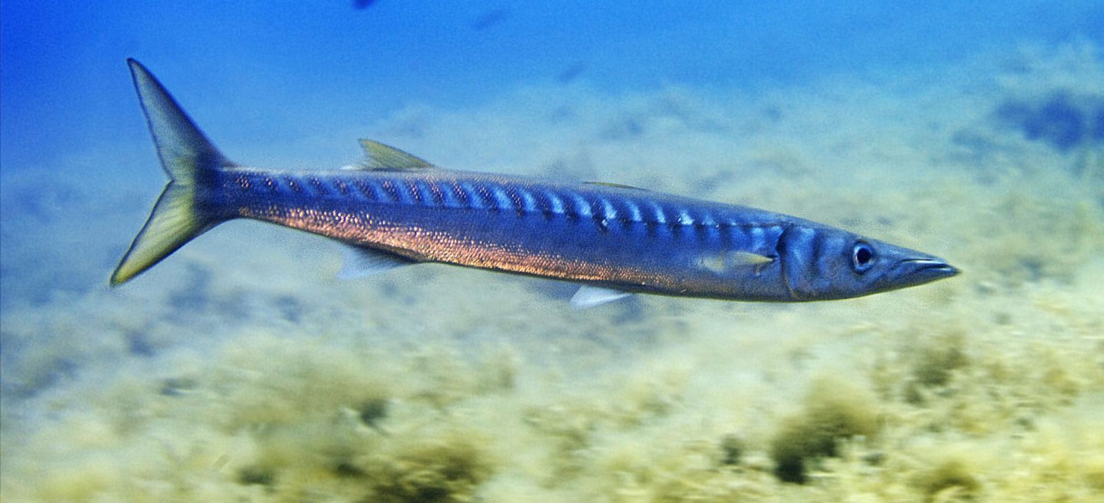 Barracuda solitaria nadando en Portinatx (Ibiza).