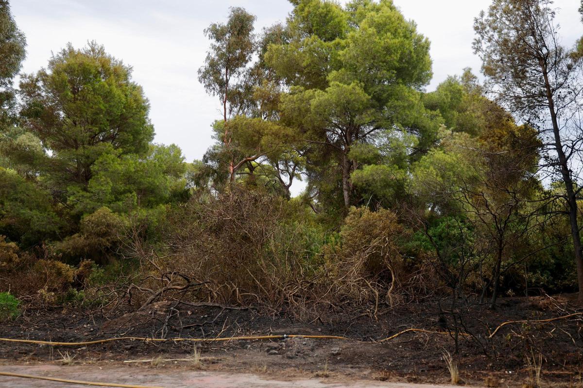 Las primeras imágenes del Saler tras el devastador incendio en la Devesa
