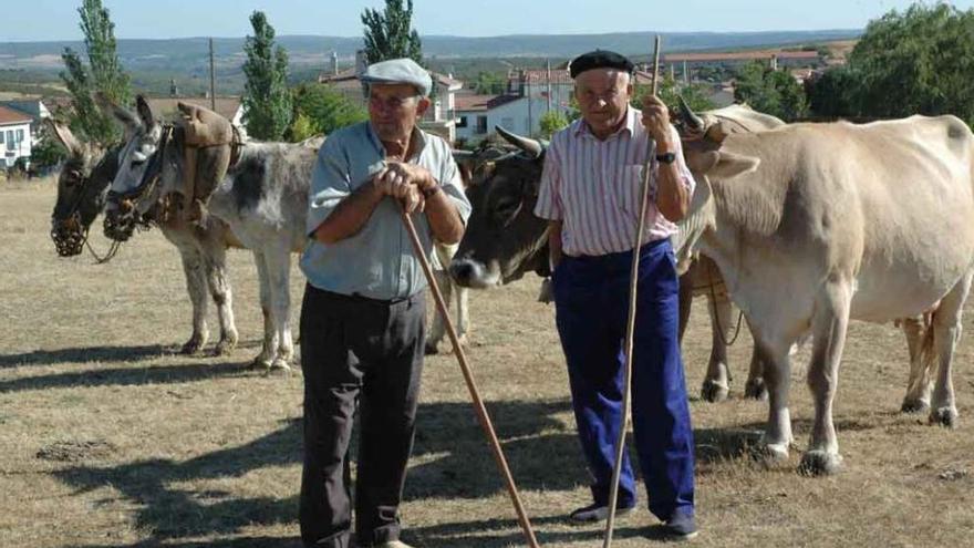 Dos vecinos de Samir de los Caños con una pareja de burros y otra de vacas.