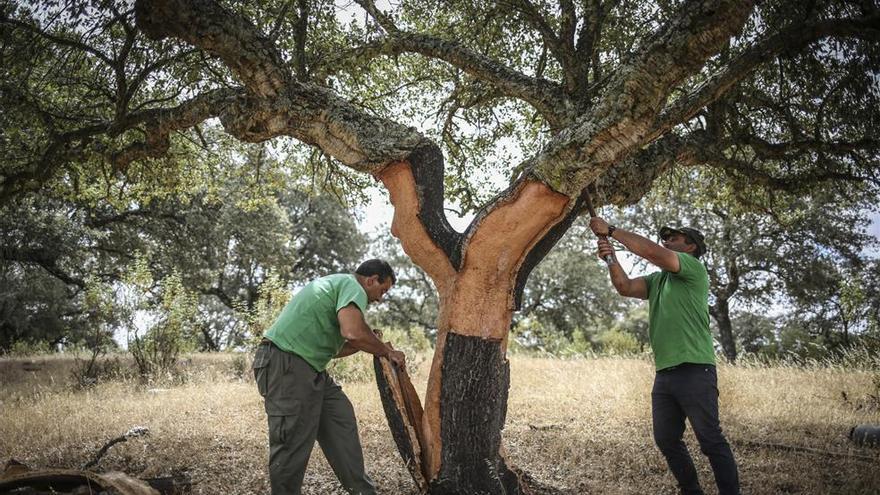 Empieza la saca del corcho con buena producción y bajos precios