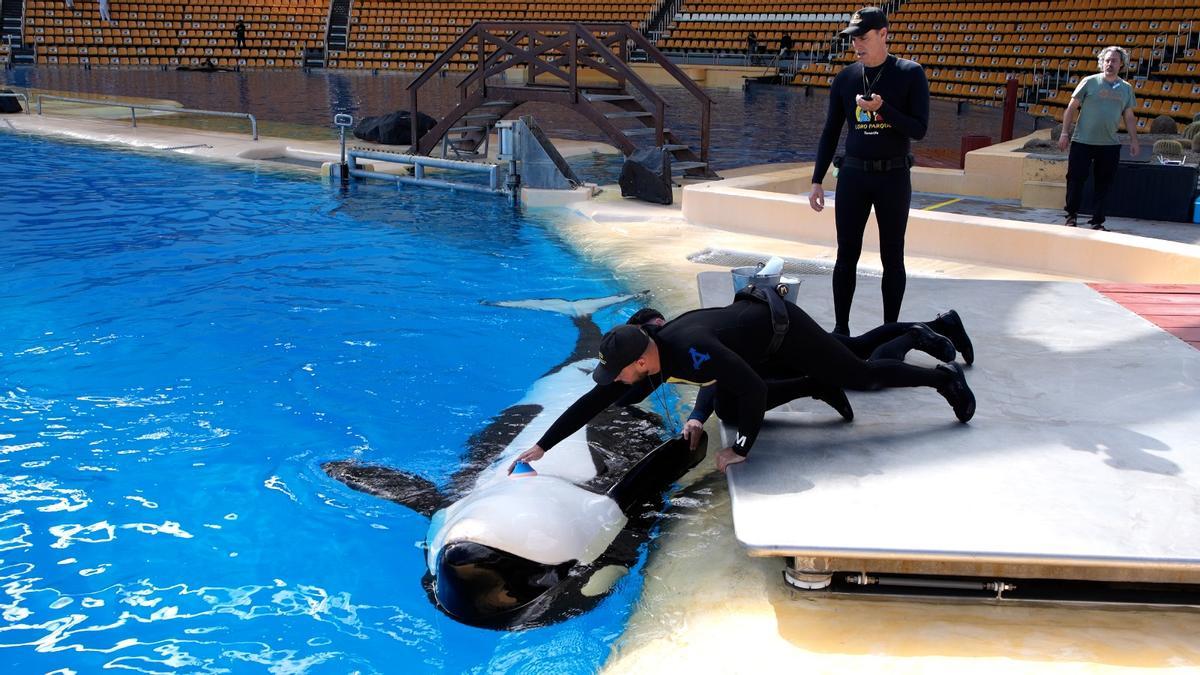 La orca Morgan durante su electrocardiograma