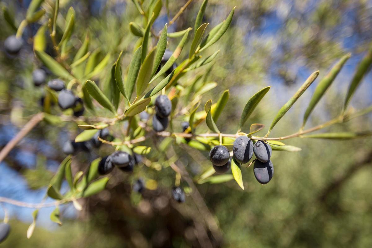 Los olivos, uno de los muchos atractivos de la provincia de Castellón.