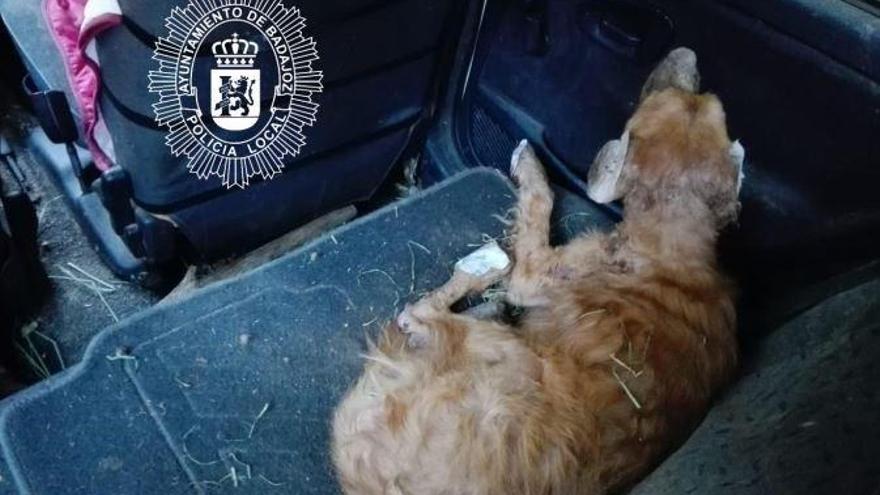Rescatan del interior de un vehículo a un perro herido y malnutrido en Badajoz