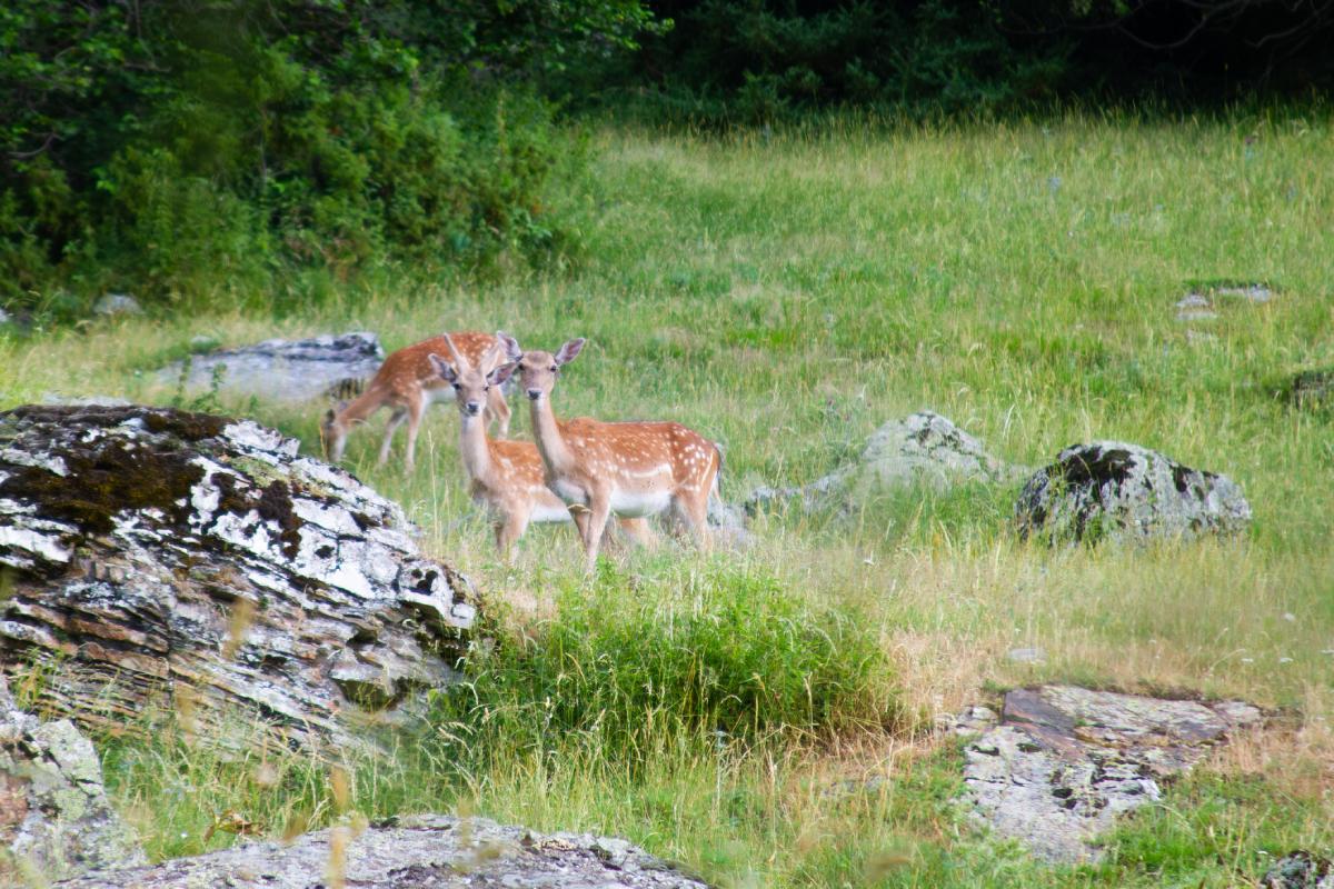 Fauna en el Parque Nacional de Aigüestortes