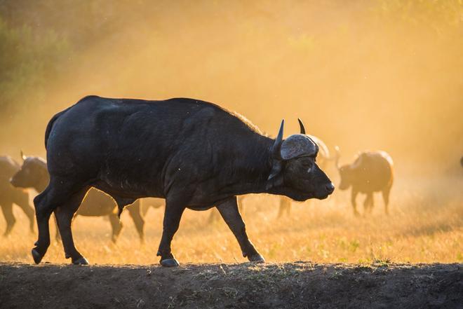 Sabi Sabi, África