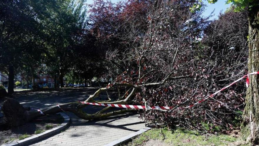 árbol en avilés. El temporal dejó ayer numerosas incidencias en Avilés, donde cayeron ramas, cascotes y cristales a las vías. El incidente más grave se registró en el Carbayedo, donde se derrumbó un árbol.