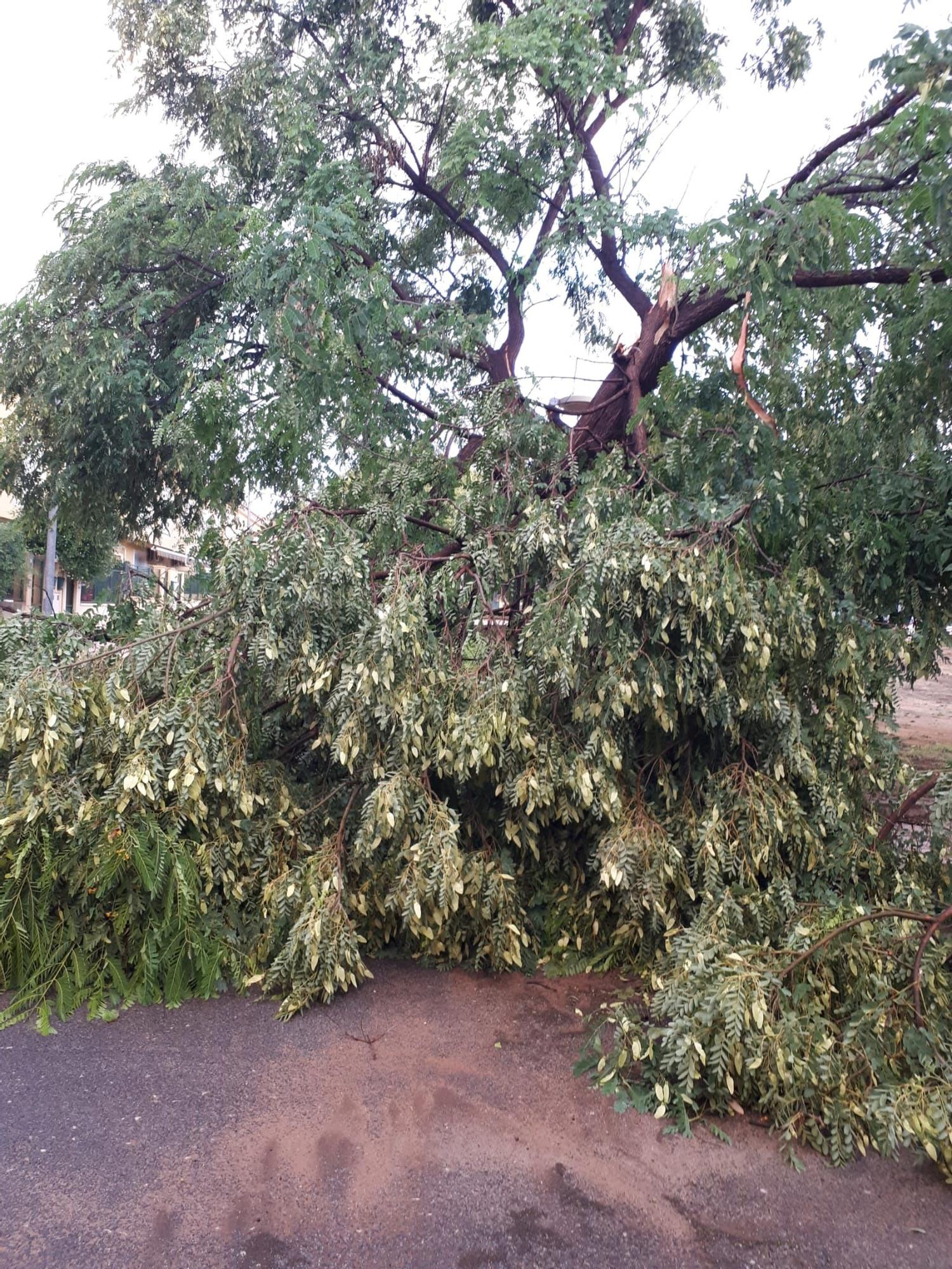 Las imágenes de los destrozos que deja el temporal en Murcia