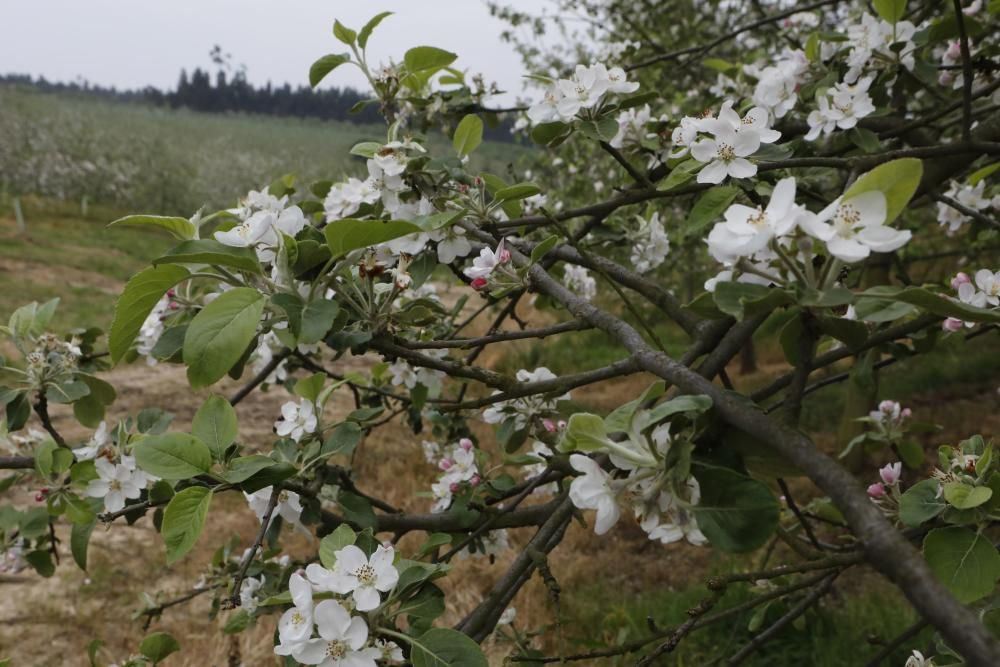 Manzanos en flor en Serín