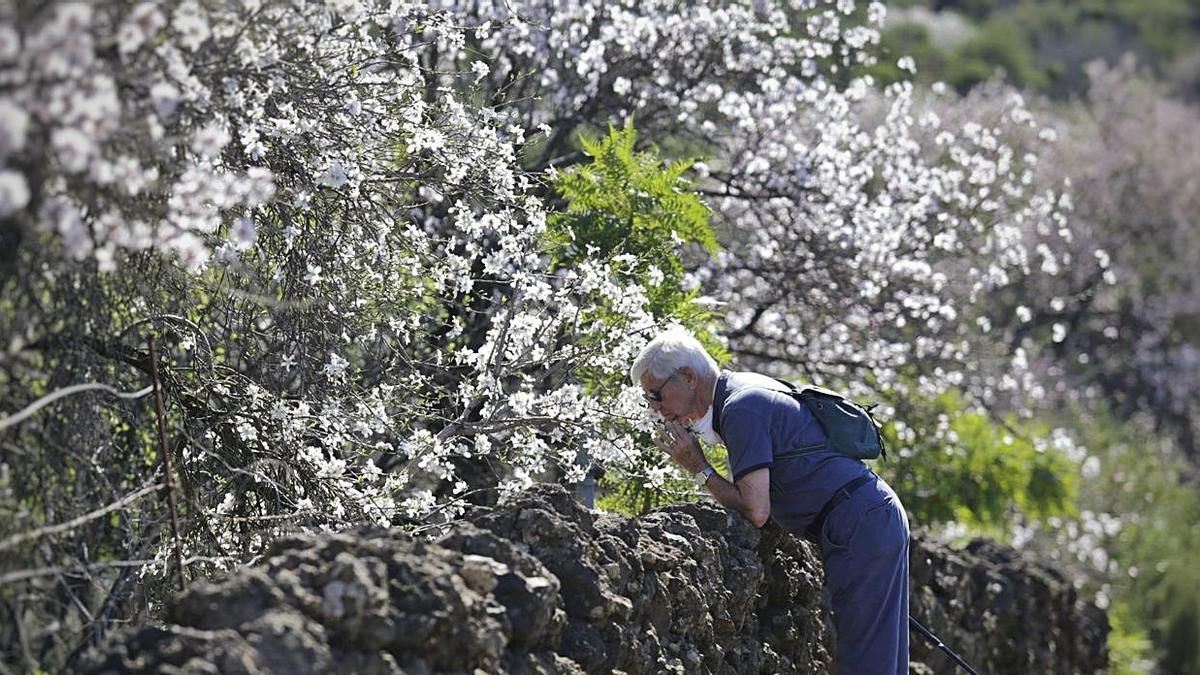 Un hombre se quita la mascarilla para oler las flores de los almendros, ayer en Santiago del Teide.