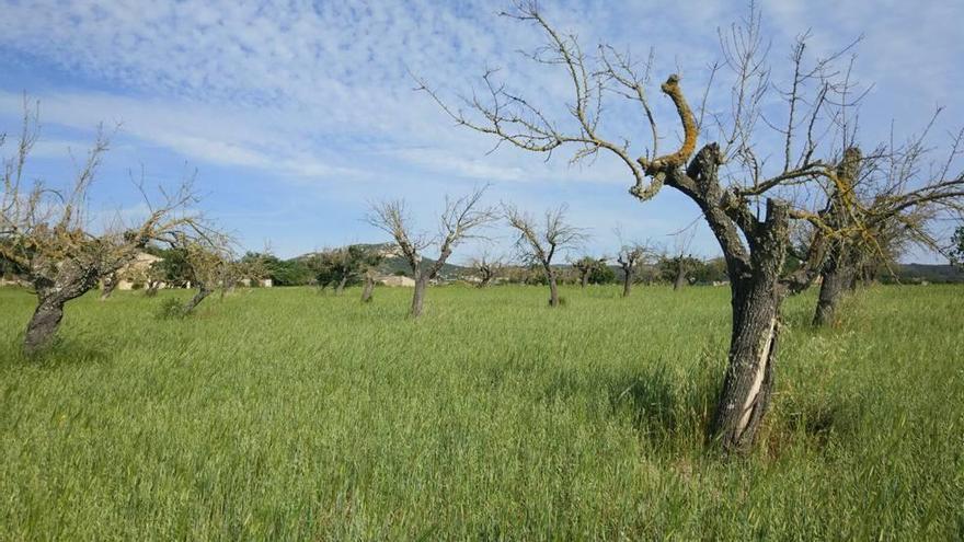 La Xylella se ha cebado especialmente con los almendros de la isla.