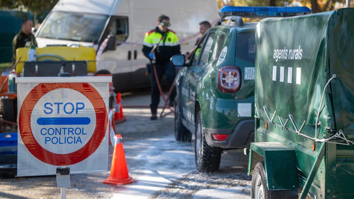 Tres consejerías extremeñas constituirán un grupo de trabajo sobre la peste porcina africana