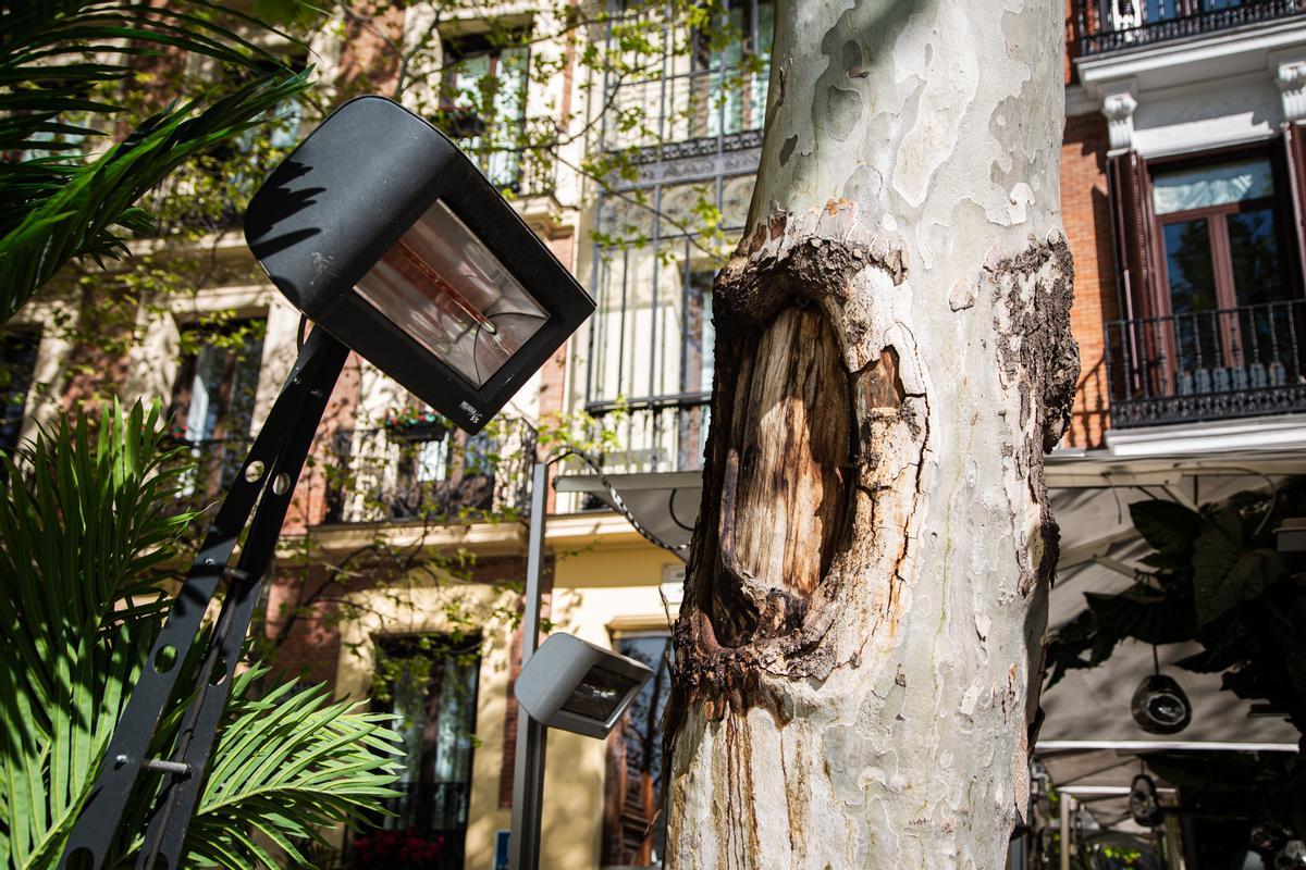 Árbol en el interior de la terraza de Ramsés quemado por una estufa