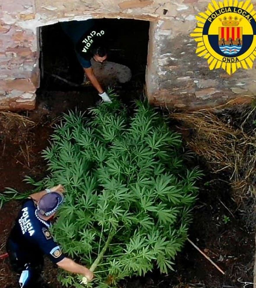 Un guardia civil y un policía local de Onda extraen parte del cultivo de marihuana.