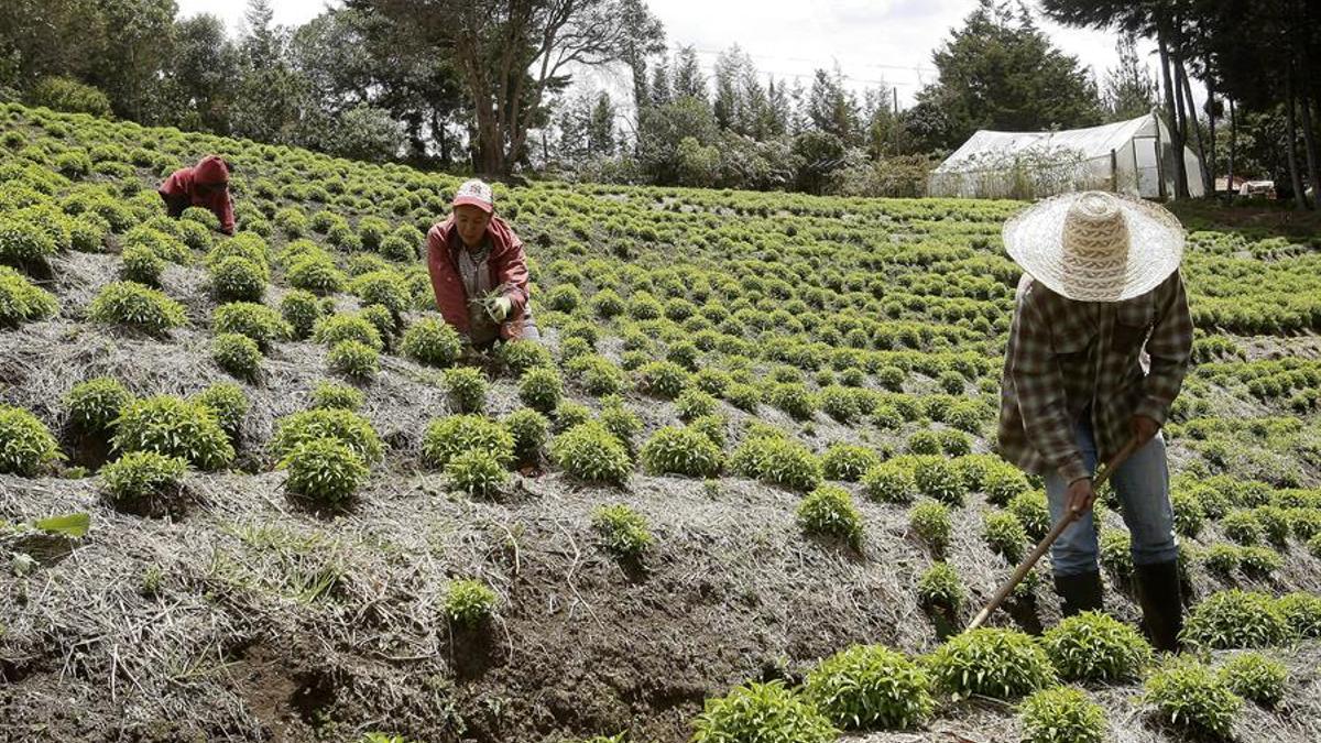 Trabajadores en agricultura ecológica en Colombia.