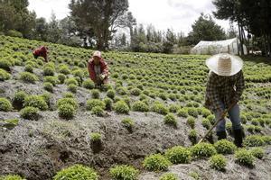 Trabajadores en agricultura ecológica en Colombia.