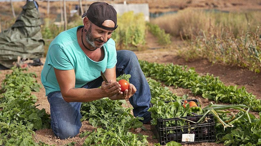 Fuerteventura apuesta por la agricultura ecológica como alternativa de futuro