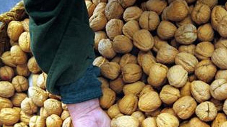 La región lidera la producción nacional de nueces con 1.347 toneladas