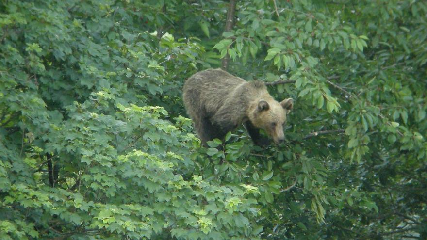 La investigación concluye que &quot;Fittipaldi&quot;, el oso que entró en el Huerna, está ileso