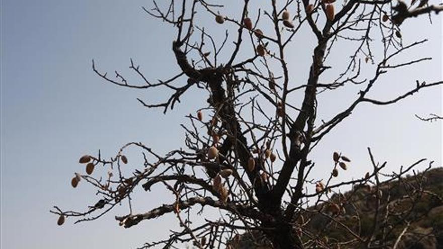 Agricultores aragoneses piden recuperar la ayuda nacional de los frutos secos