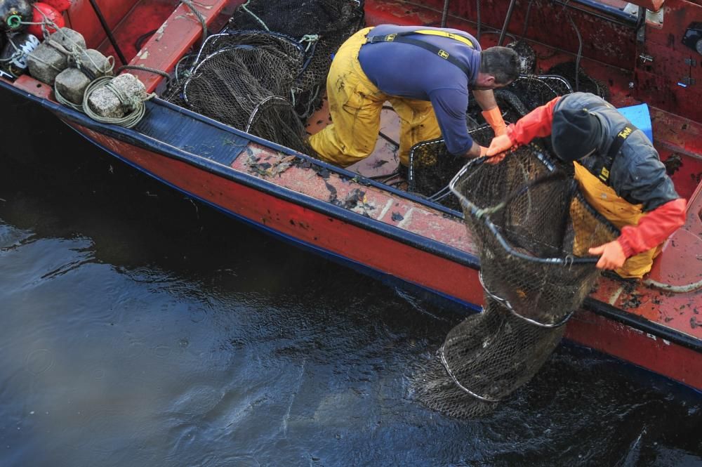 La temporada de lamprea arranca por todo lo alto en el Ulla, con una treintena de peces en dos jornada