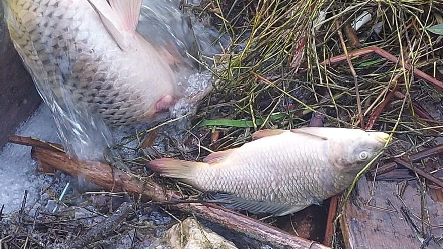 In einem Teich bei Felanitx sind mehr als hundert tote Fische aufgetaucht