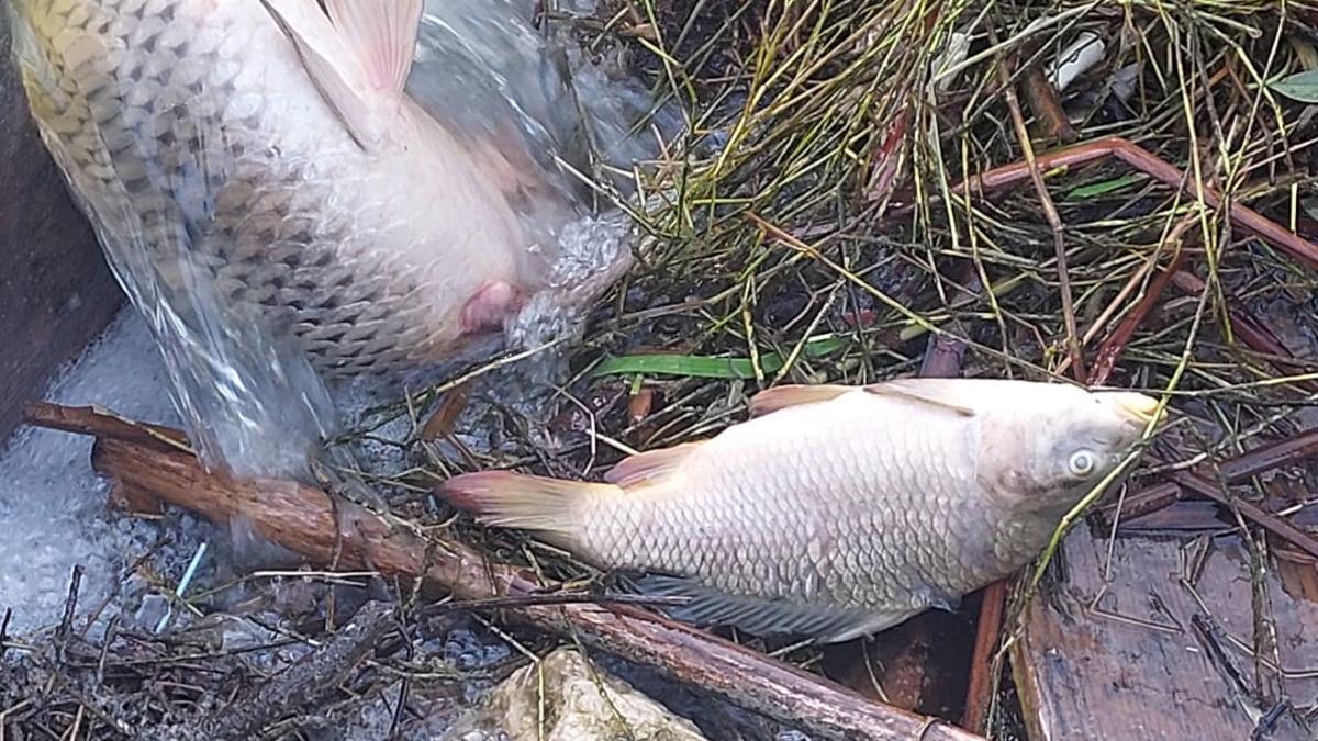 In einem Teich bei Felanitx sind mehr als hundert tote Fische aufgetaucht