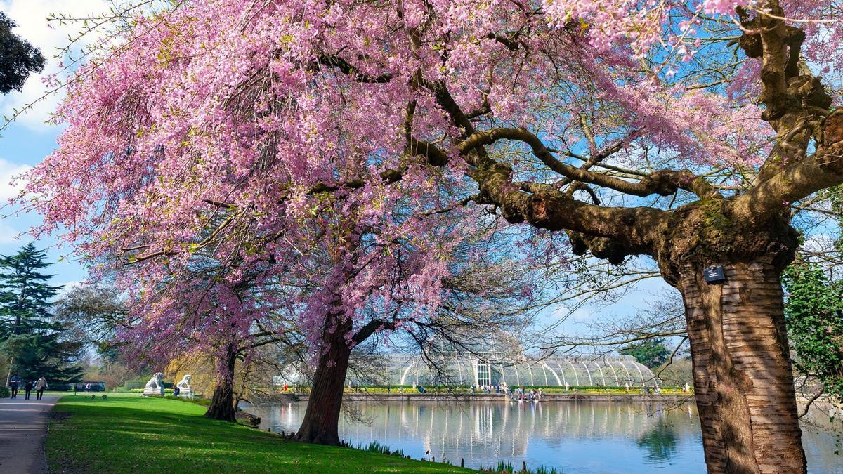 Un paseo por el Real Jardín Botánico de Kew