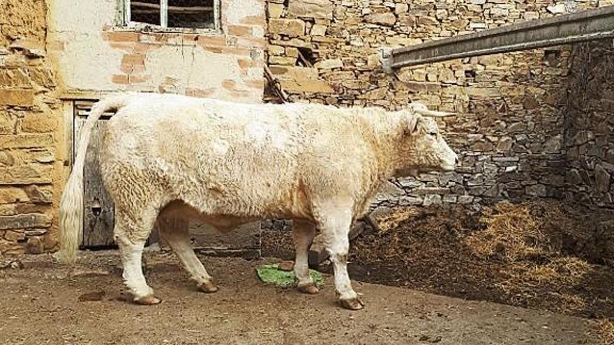 Una de las vacas cuya carne ofrecerán restaurantes y bares de la provincia. Etiquetas creadas por la empresa.