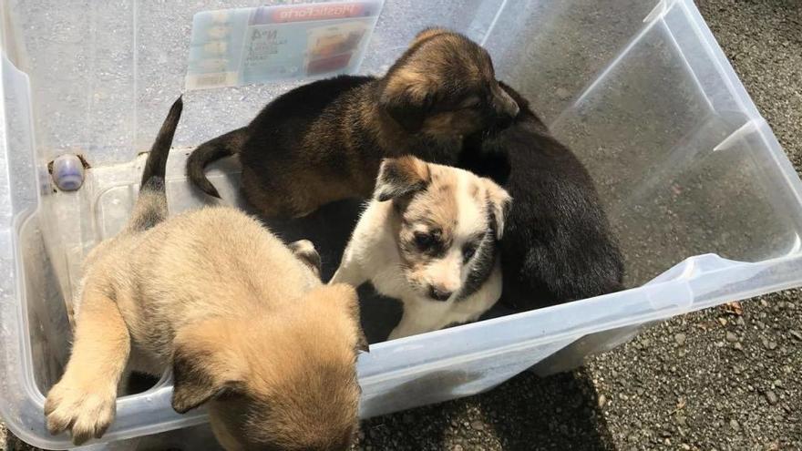 Localizan cuatro cachorros abandonados en una caja de plástico