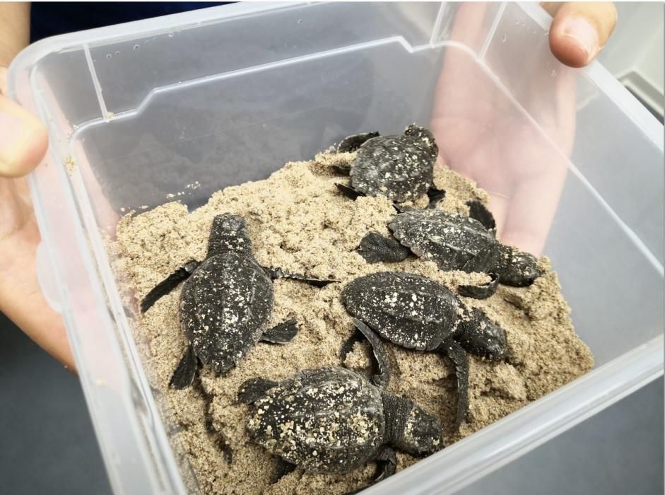 Nacen en la Fundación Oceanogràfic las primeras tortugas del nido de Cullera