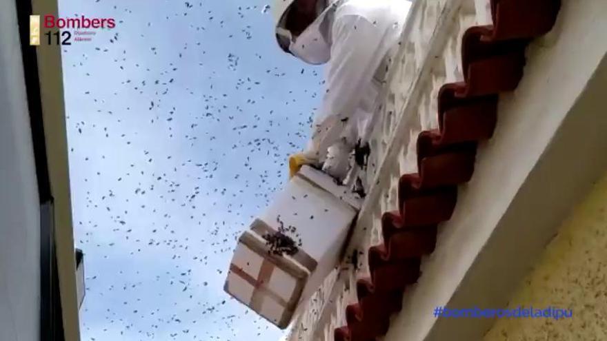 Los bomberos retiran un enjambre de abejas en Los Montesinos