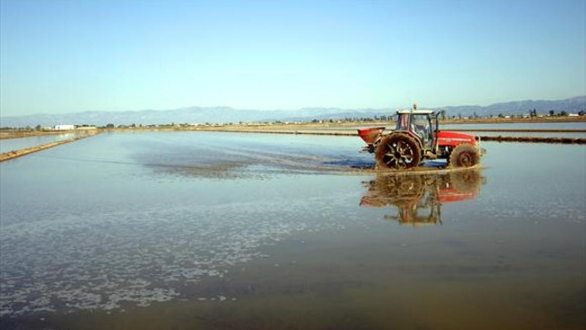 Un tractor realiza trabajos para la siembra de arroz en el delta del Ebro.
