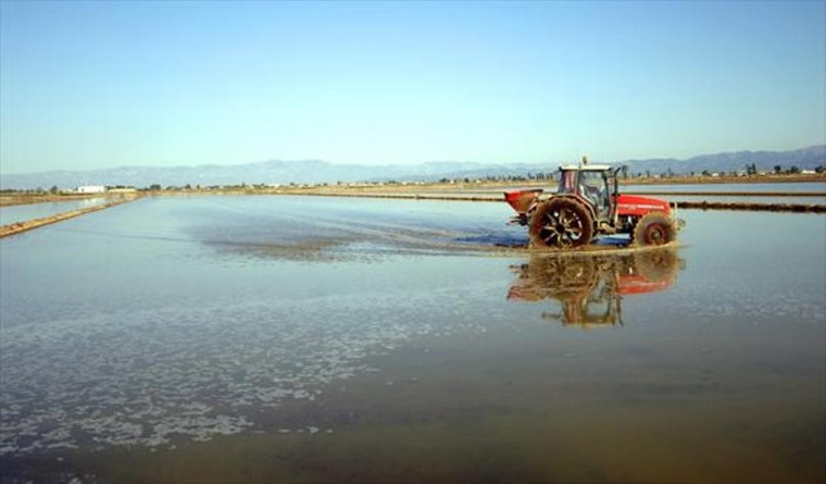 Un tractor fa treballs per a la sembra d’arròs al delta de l’Ebre. Un tractor fa treballs per a la sembra d’arròs al delta de l’Ebre.