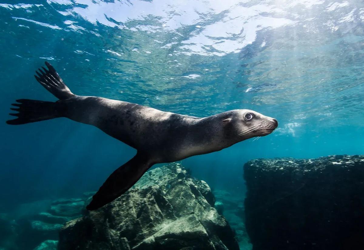 Un lobo marino en el mar, otra especie amenazada