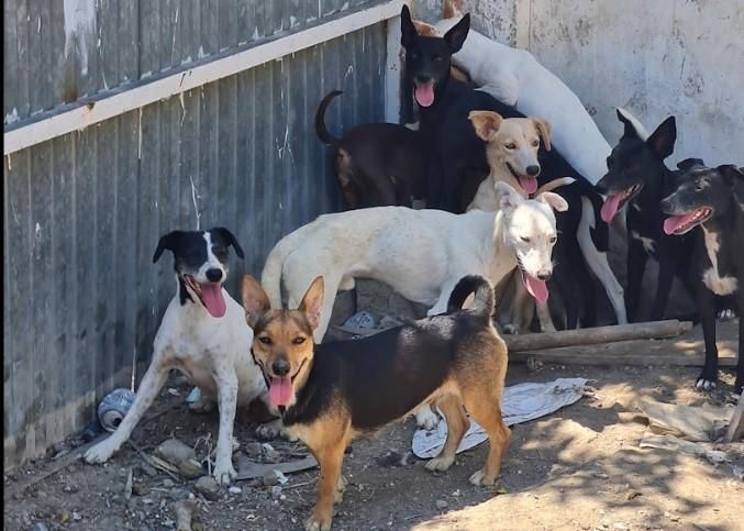 Animales rescatados en la finca objeto de la inspección.