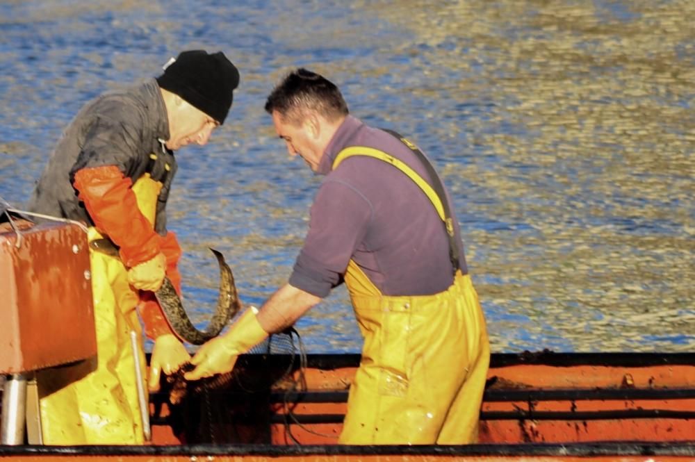 La temporada de lamprea arranca por todo lo alto en el Ulla, con una treintena de peces en dos jornada