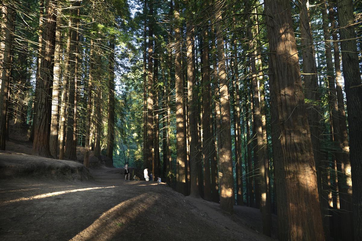 Bosque de secuoyas de Cabezon de la Sal, Cantabria