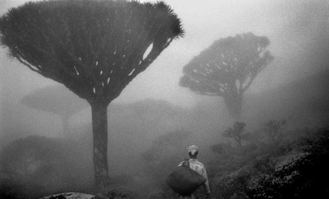 Socotra - Jordi Esteva