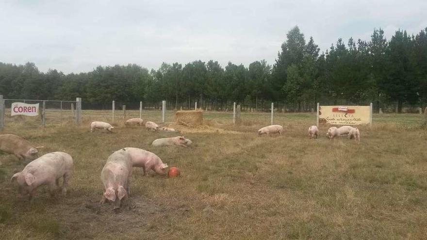 Crianza de cerdo con el máximo bienestar. // FdV