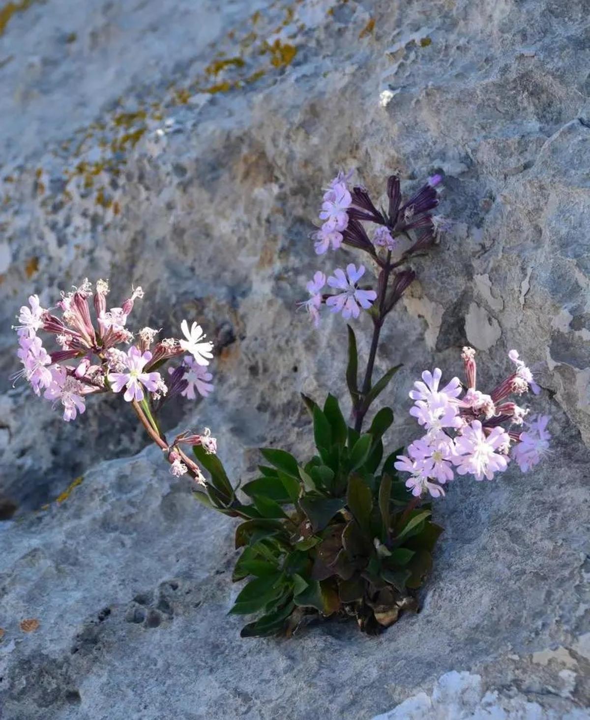 La &quot;Silene hifacensis&quot; brota en los intersticios de los acantilados del Penyal y el Montgó